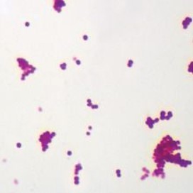 Typical coccus (micrococcus Luteus) w.m 294006 (Usa) شرائح بكتريا