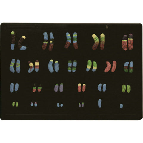 Stereotactic chromosome structure (India)مجسم تركيب الكروموسوم