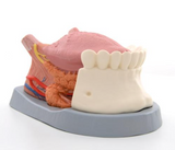 Tongue Model, 2.5 times Life-Size, 4 part - 3B Smart Anatomy