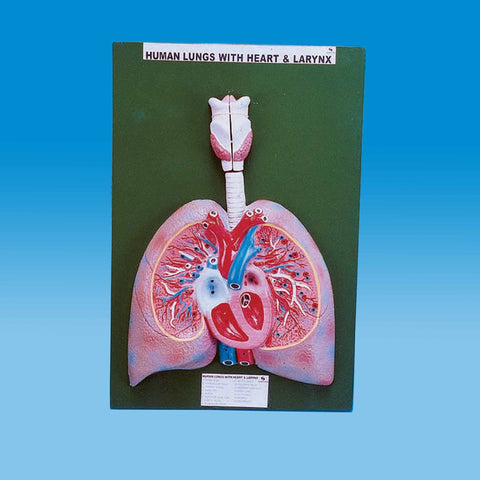 Human Heart With Lungs & Larynx