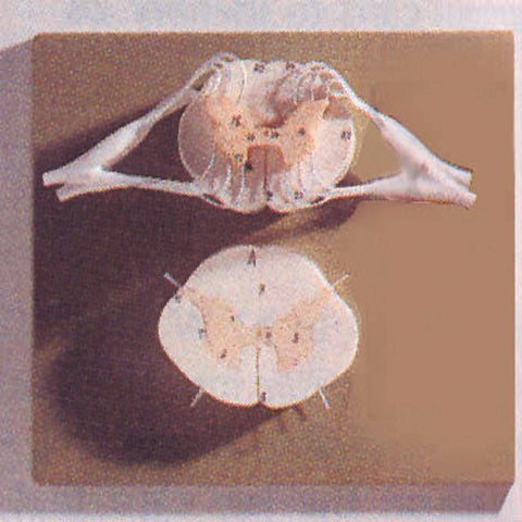 Human spinal cord model نموذج الحبل الشوكي البشري
