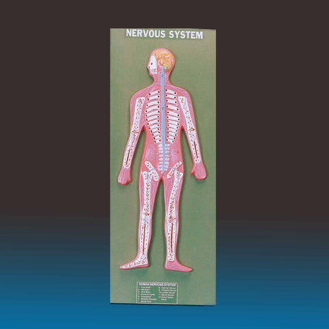 Human Nervous System Model B12185 نموذج الجهاز العصبي للانسان