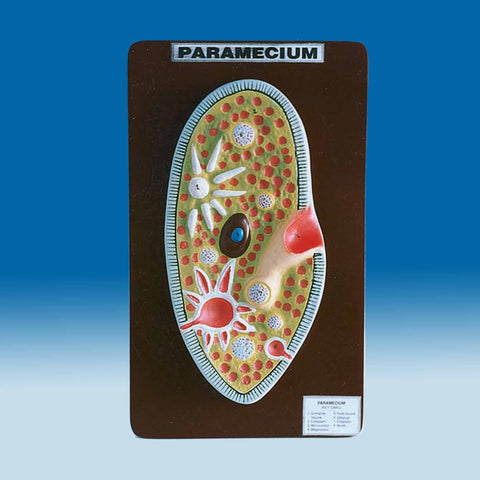 Model of Paramecium