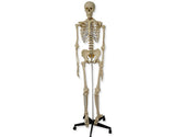 Human Complete Skeletons 180 cm ( كبير ) نموذج هيكل عظمي للإنسان