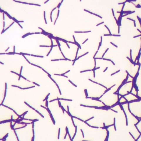 Bacillus Form Microscope Slide