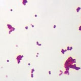 Typical coccus (micrococcus Luteus) w.m 294006 (Usa) شرائح بكتريا