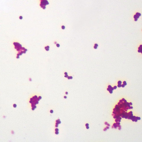 Bacteria Coccus Microscope Slide