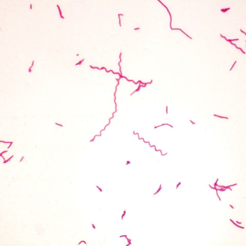 Typical Bacteria Microscope Slide