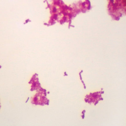 Salmonella (typhimurium, eberthella) Microscope Slide