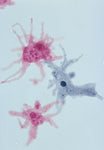Amoeba Proteus Microscope Slide