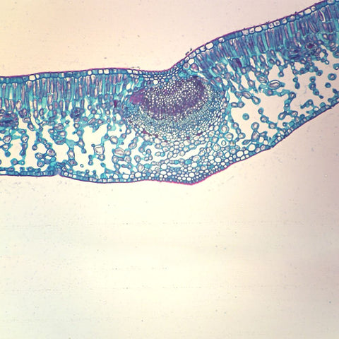 Privet Leaf Microscope Slide