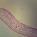 Taenia saginata Microscope Slide