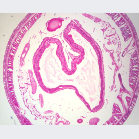 Earthworm Intestinal Region C.S Microscope Slide