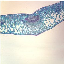 Lilac Leaf syring C.S Slide (USA) 30-3790 شرائح مجهرية لمقطع عرضي لورقة نبات الليلك