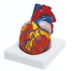 MODEL OF HEART QH3304-4 2