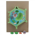 Plant Cell model 504128