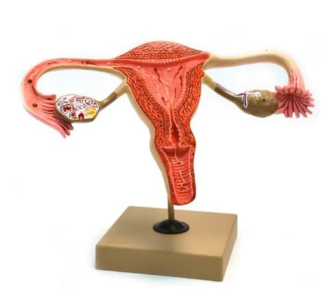 Uterus model 504134