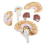 Model Human Brain 512125 مجسم لمخ الانسان