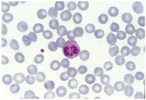 White blood cell slices شرائح خلايا دم البيضاء 575406