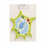 Model of cell in Animal Mitosis