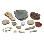 Collection of 14 Genuine Fossils (Ref: 506086) | Authentic Fossil Collection for Sale in Qatar 