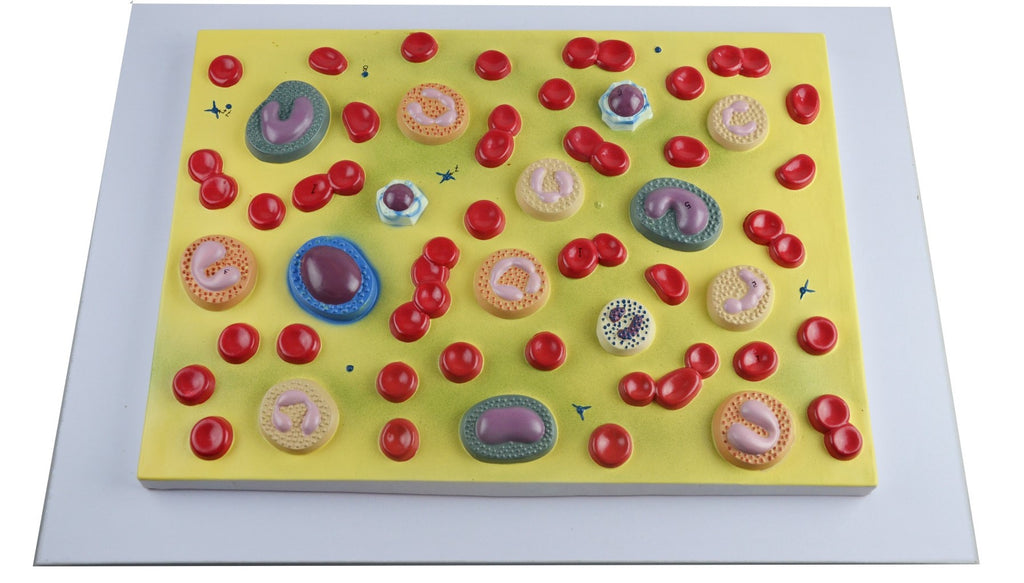 Simple Blood Cell Model Blood Cell Model – SMARTQAT