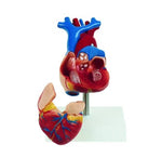 Heart model Eco 512060 نموذج القلب حجم صغير