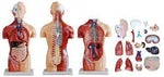 Human Body Model ( 18 parts ) نموذج جسم الإنسان