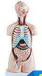 Human Body Model ( 20 parts ) نموذج جسم الإنسان