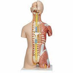 Human Body Model ( 20 parts ) نموذج جسم الإنسان