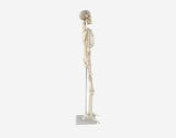 Human Skeleton Model Small Size 85cm QH3302-3