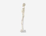 Human Skeleton Model Small Size 85cm QH3302-3
