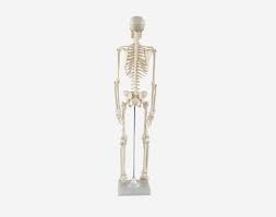 Skeleton Small Scale Human Skeleton Model Small Size 85cm QH3302-3 – SMARTQAT