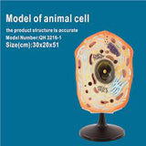 Model of Animal cell QH3216-1
