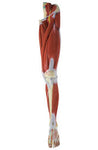 Muscles of Human leg - 23 Parts QH3325-10 عضلات الساق البشرية 23 جزء
