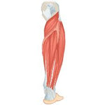 Muscles of Human leg - 23 Parts QH3325-10 عضلات الساق البشرية 23 جزء