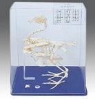 Pigeon Skeleton هيكل عظمي حمامة