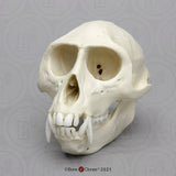Replica Vervet Monkey Skull (Usa) جمجمة قرد (قوارض)