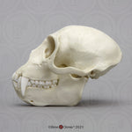 Replica Vervet Monkey Skull (Usa) جمجمة قرد (قوارض)