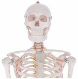 Human Complete Skeletons 170 cm QH3302 ( كبير ) نموذج هيكل عظمي للإنسان