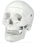 Skull model,natural size 50102.01 جمجمة انسان