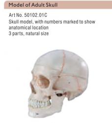 Skull model,with numbers marked to show anatomical location 3 parts,natural size 50102.01C جمجمة انسان  in category BIOLOGY
