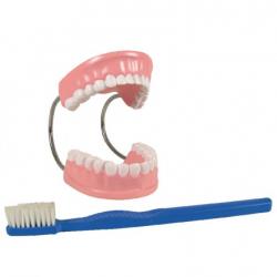 Teeth model نموذج أسنان