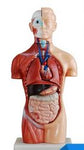 Human Body Model ( 18 parts ) نموذج جسم الإنسان