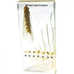 Wheat Germination Resin 2610