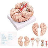 Human Brain Model- 9 parts