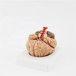 Human Brain Model- 9 parts
