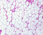 Adipose Tissue Microscope Slide