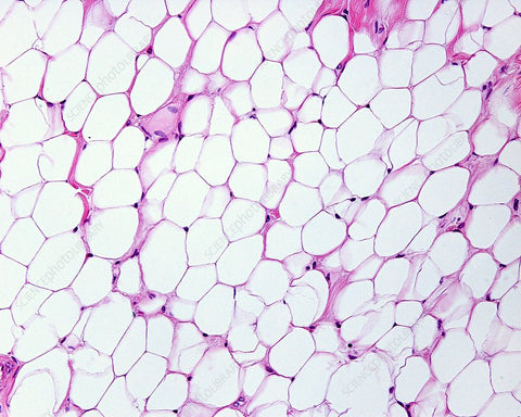 Adipose Tissue Microscope Slide