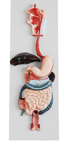 Digestive System Model